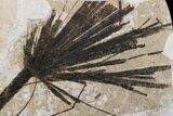 Wide Fossil Fish & Palm Mural - Green River Formation, Wyoming #174925-4
